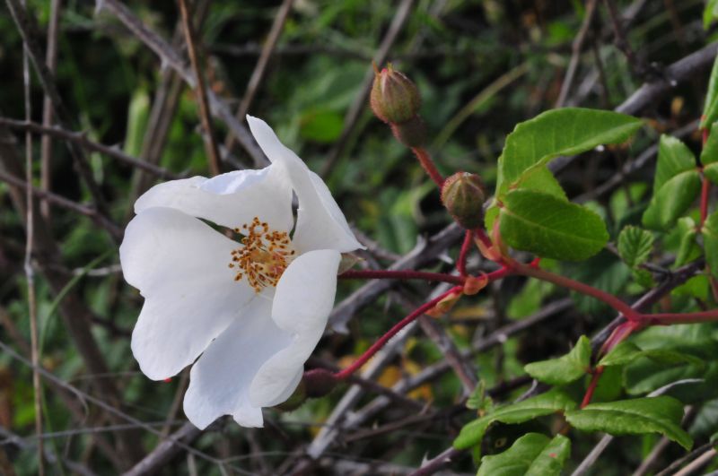 Rosa sempervirens